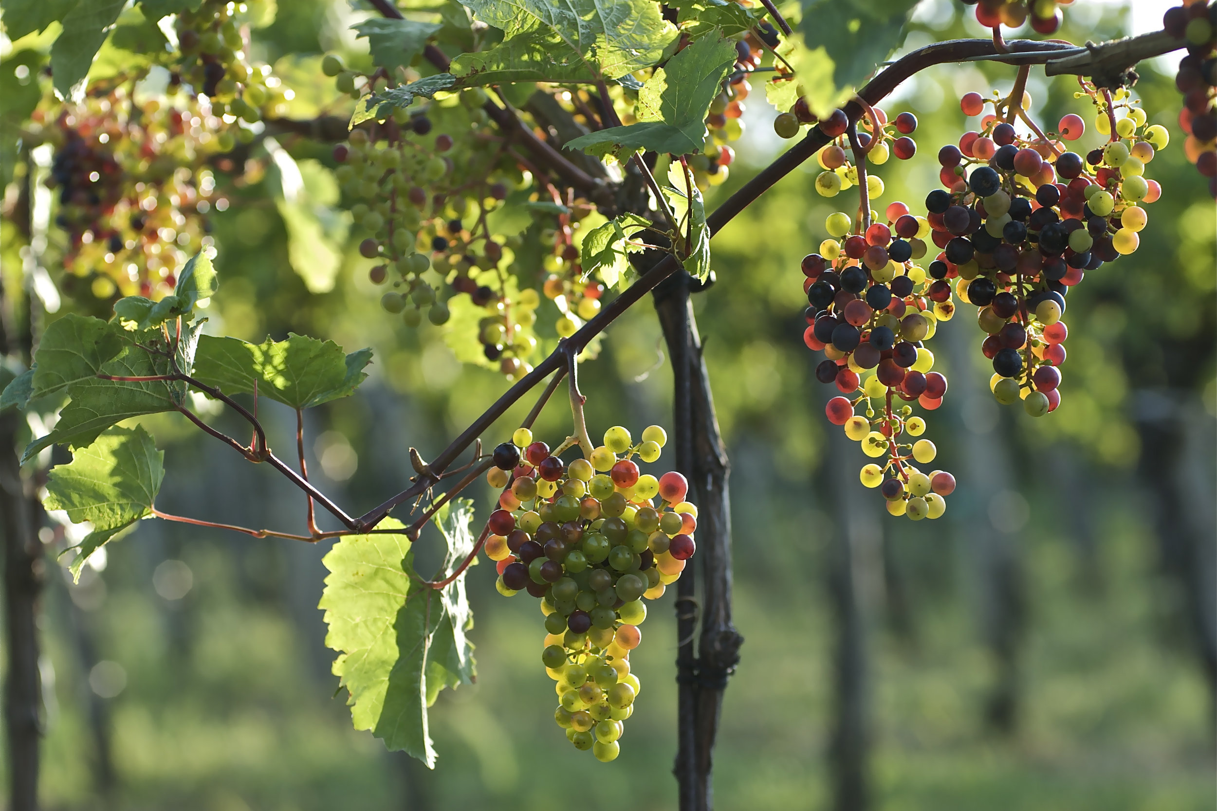 grapes-GASTRO_BOURGOGNE-2500x1667-1 Grapes