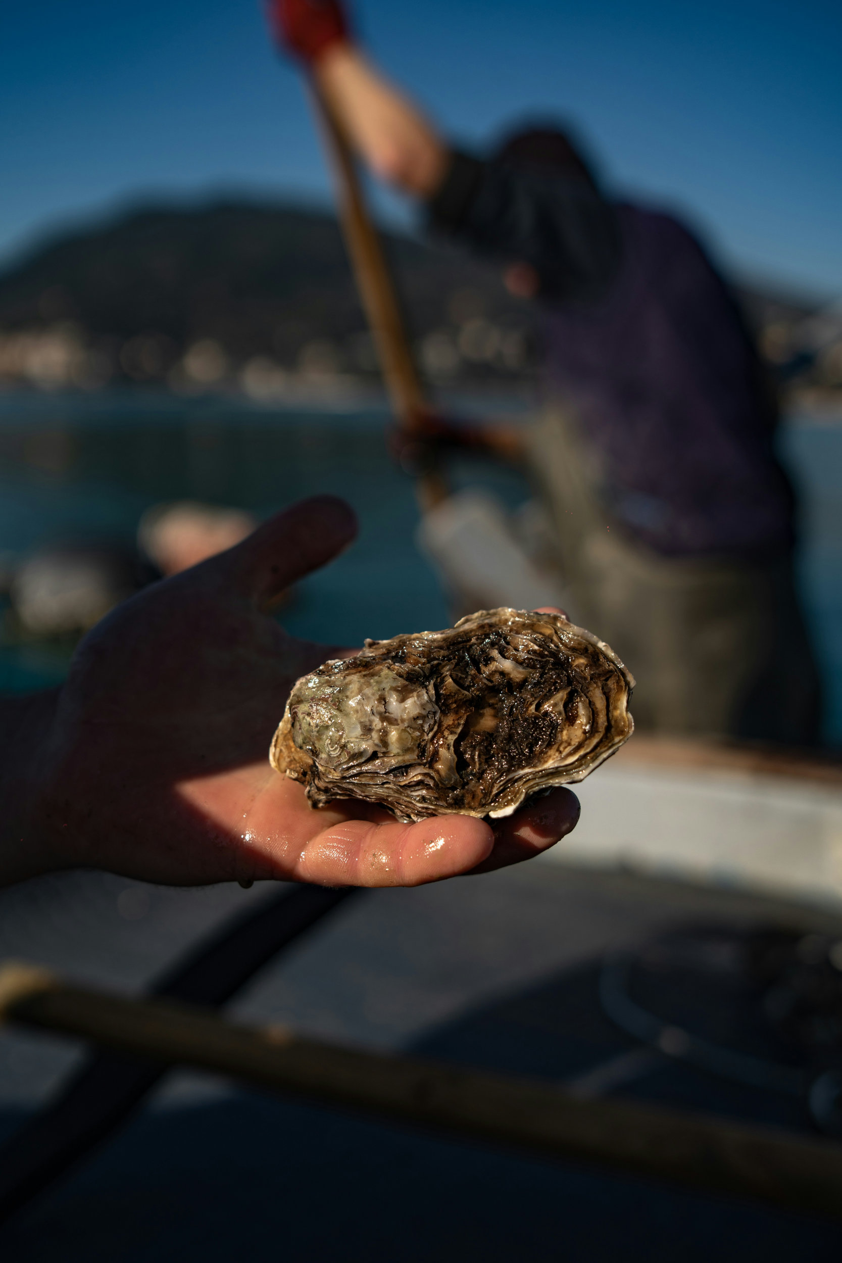 Oysters-GASTRO_OCCITANIE-1667x2500-1 Oysters