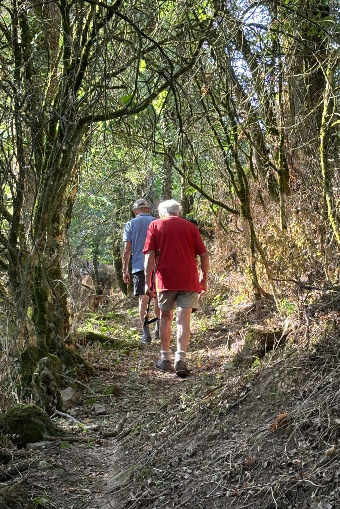 Rando_Foret-GREEN_OCCITANIE-2500x1667-1 Forest trail